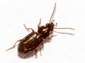 Bembidion obtusum
